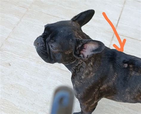 bald french bulldog|french bulldog losing hair patches.